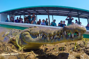 Our tour visitors admiring a crocodile up-close!