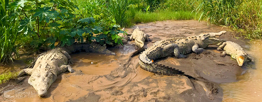 Crocodiles river bank