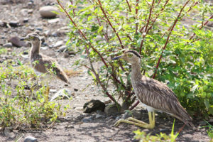 Double-Striped Thick-Knee