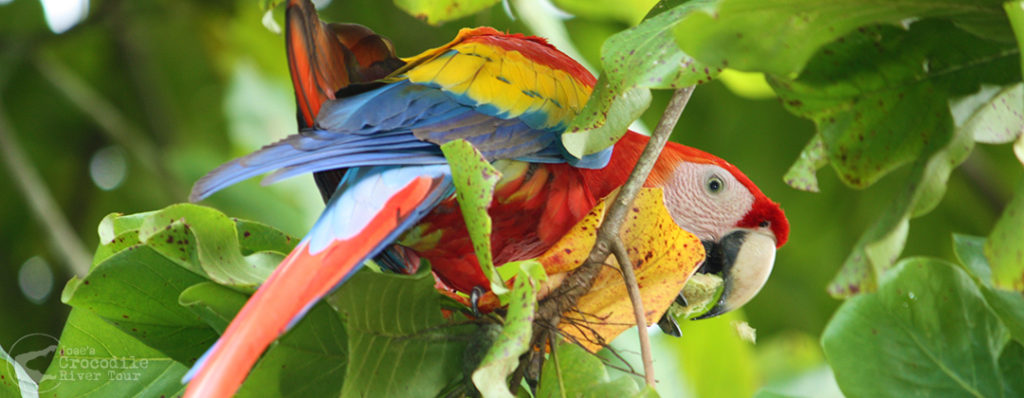 Crocodile River Tour, Costa Rica | Jose's Crocodile River Tour ...