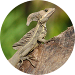 Iguanas & Lizards